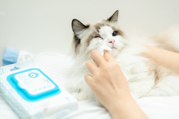 猫咪绝育后的注意事项，首先不要强迫它住在猫窝里