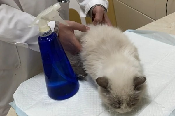 猫咪绝育后的注意事项，首先不要强迫它住在猫窝里