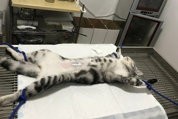 猫咪绝育后的注意事项，首先不要强迫它住在猫窝里