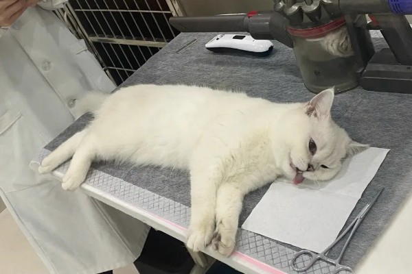 猫咪绝育后的注意事项，首先不要强迫它住在猫窝里