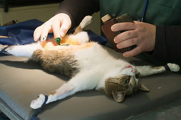 猫咪绝育后的注意事项，首先不要强迫它住在猫窝里