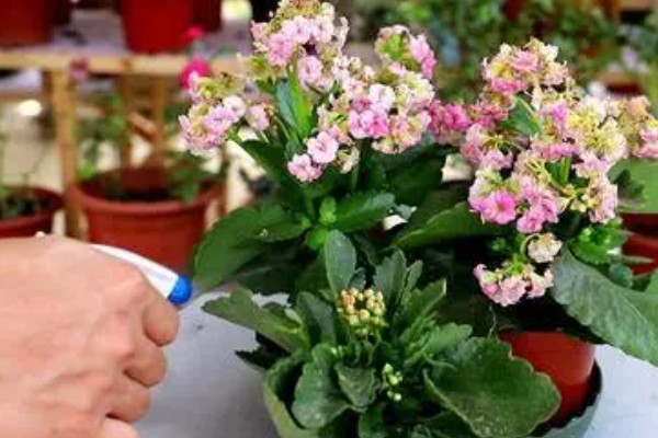 长寿花上的白霉怎么防治，可喷洒药剂治疗