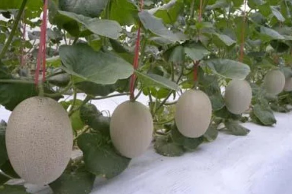 种哈密瓜的所需条件，适宜发芽温度为28-30℃