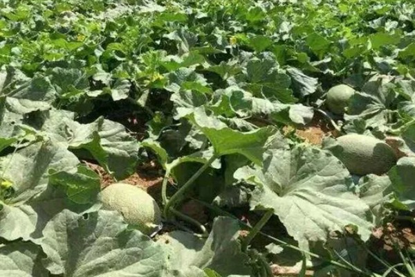 种哈密瓜的所需条件，适宜发芽温度为28-30℃