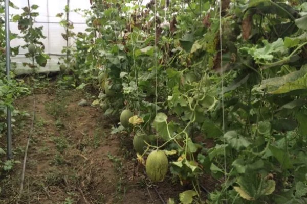 种哈密瓜的所需条件，适宜发芽温度为28-30℃