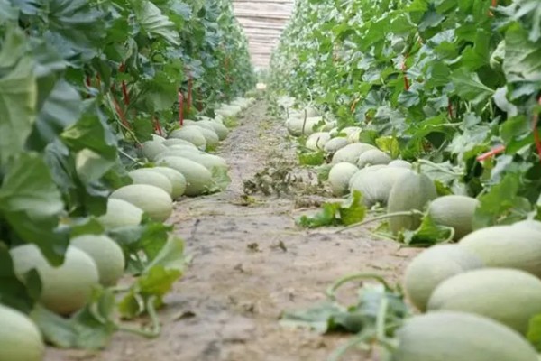 种哈密瓜的所需条件，适宜发芽温度为28-30℃