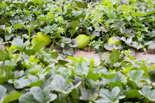 种哈密瓜的所需条件，适宜发芽温度为28-30℃