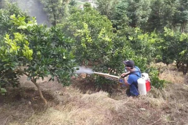 柑橘清园用哪种农药，可使用石硫合剂