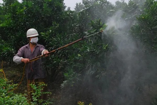 柑橘清园用哪种农药，可使用石硫合剂
