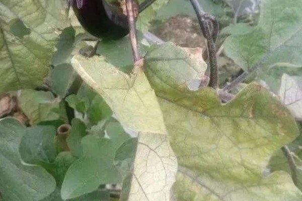 茄子叶片发黄的原因，主要是肥害、药害、缺素所致