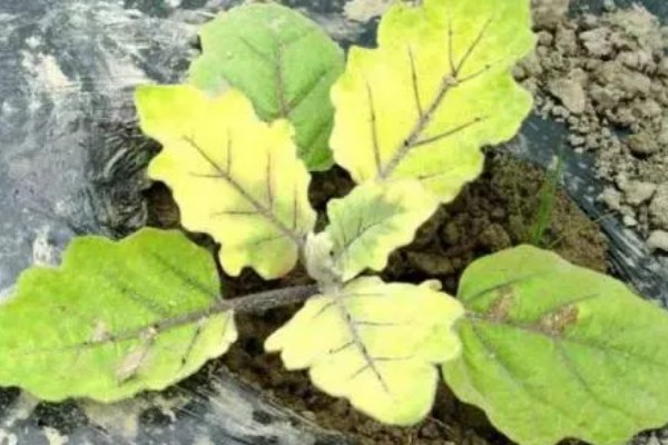 茄子叶片发黄的原因，主要是肥害、药害、缺素所致