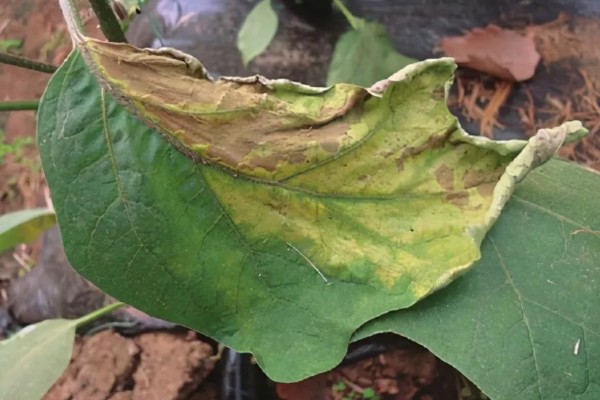 茄子叶片发黄的原因，主要是肥害、药害、缺素所致