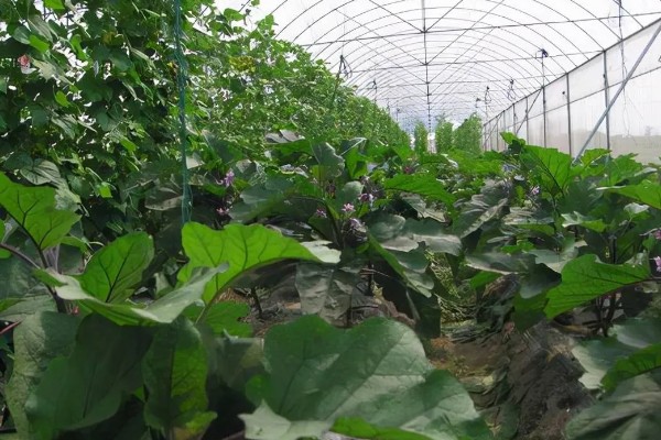 茄子叶片发黄的原因，主要是肥害、药害、缺素所致