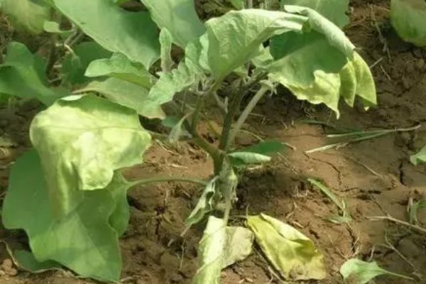 茄子叶片发黄的原因，主要是肥害、药害、缺素所致