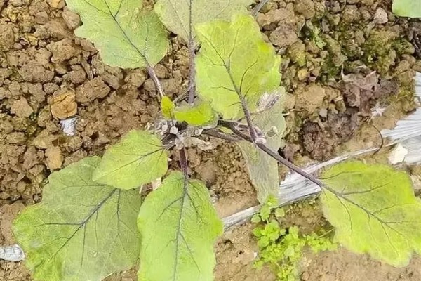 茄子叶片发黄的原因，主要是肥害、药害、缺素所致