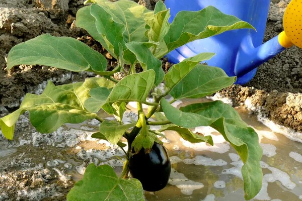茄子叶片发黄的原因，主要是肥害、药害、缺素所致
