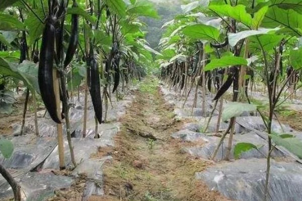 茄子叶片发黄的原因，主要是肥害、药害、缺素所致