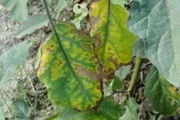 茄子叶片发黄的原因，主要是肥害、药害、缺素所致