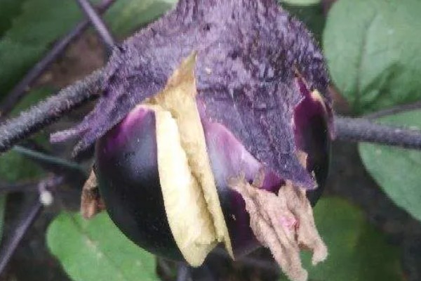 茄子叶片发黄的原因，主要是肥害、药害、缺素所致