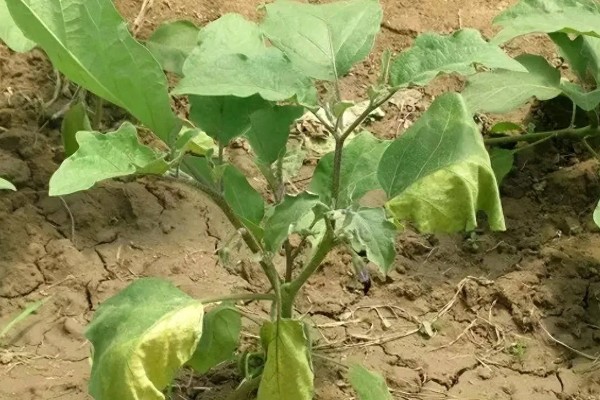 茄子叶片发黄的原因，主要是肥害、药害、缺素所致