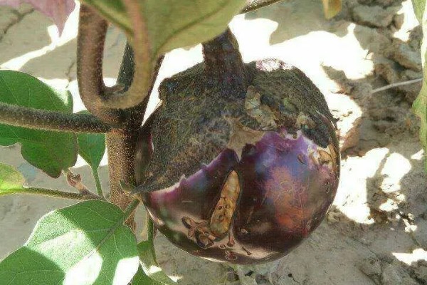 茄子叶片发黄的原因，主要是肥害、药害、缺素所致