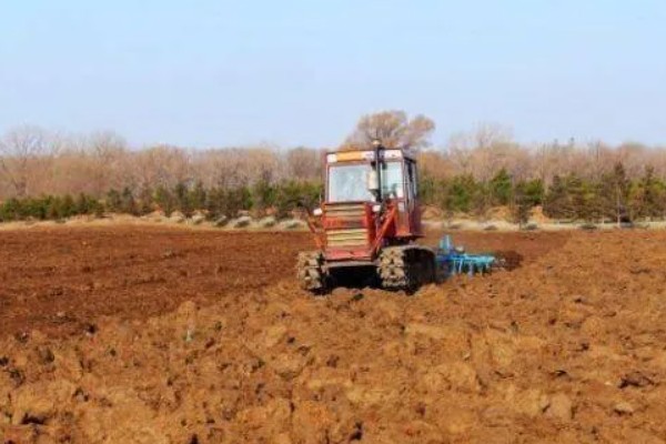 柚子树怎么种植，对幼树主施氮肥