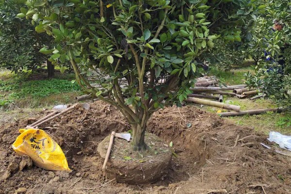 柚子树怎么种植，对幼树主施氮肥