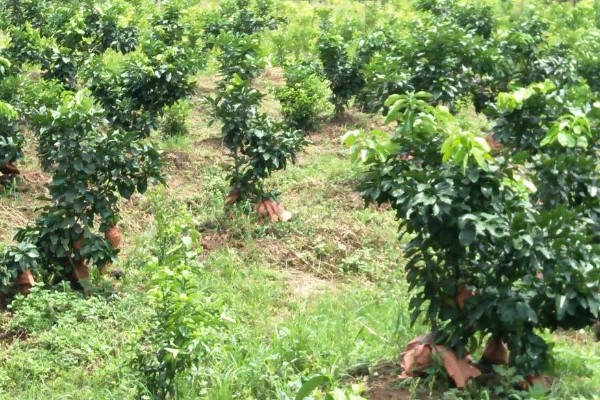 柚子树怎么种植，对幼树主施氮肥