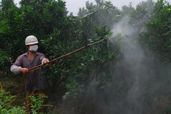 柚子树怎么种植，对幼树主施氮肥
