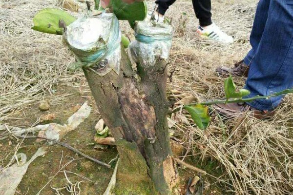 柚子树怎么种植，对幼树主施氮肥