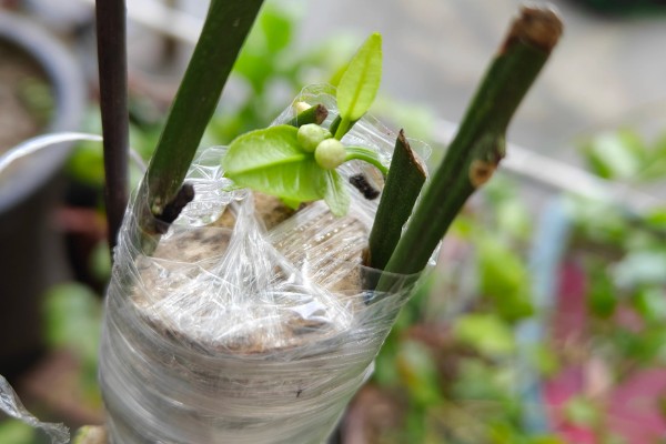 柚子树怎么种植，对幼树主施氮肥