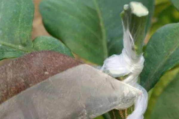 柚子树怎么种植，对幼树主施氮肥