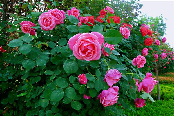 花卉的品种有哪些，一年生花卉常见凤仙花、万寿菊等品种