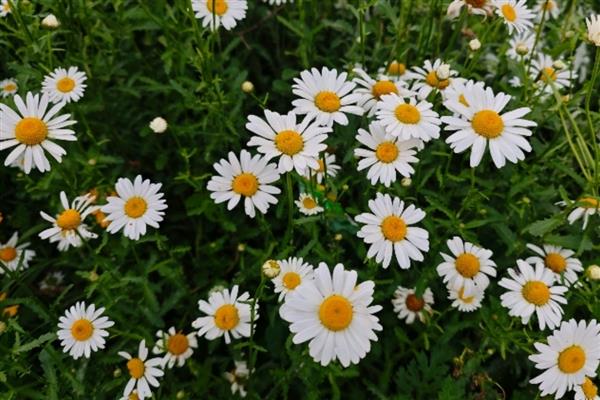 花卉的品种有哪些，一年生花卉常见凤仙花、万寿菊等品种