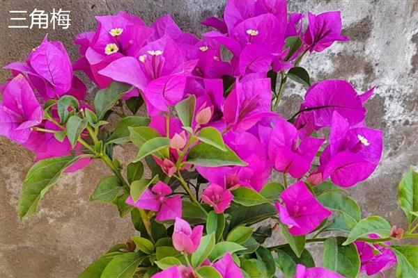 花卉的品种有哪些，一年生花卉常见凤仙花、万寿菊等品种