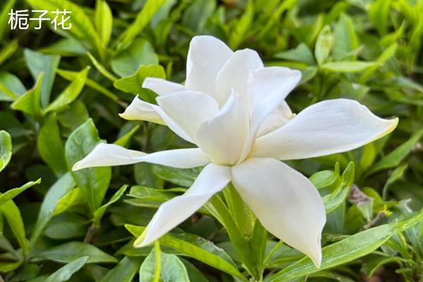花卉的品种有哪些，一年生花卉常见凤仙花、万寿菊等品种