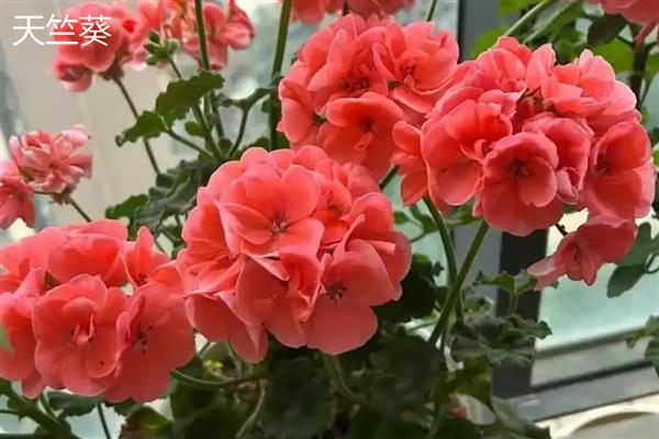 花卉的品种有哪些，一年生花卉常见凤仙花、万寿菊等品种