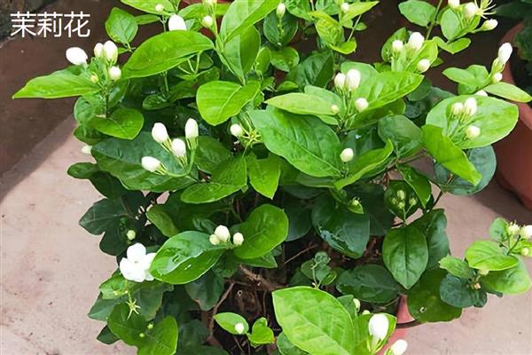 花卉的品种有哪些，一年生花卉常见凤仙花、万寿菊等品种