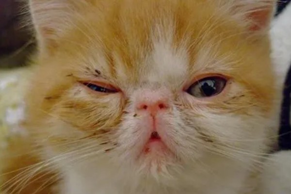猫鼻支的症状有哪些，眼睛和鼻子会有分泌物