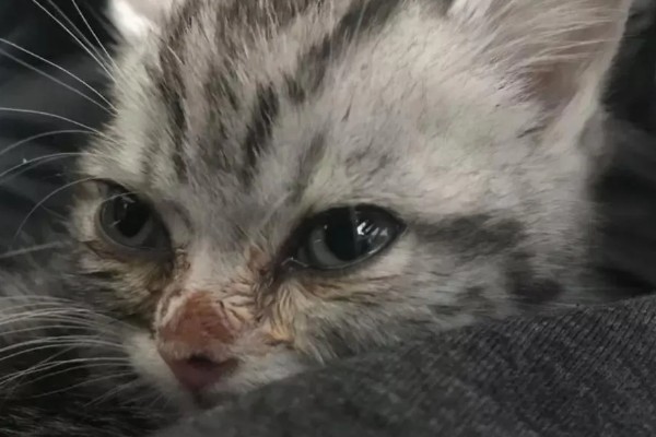 猫鼻支的症状有哪些，眼睛和鼻子会有分泌物