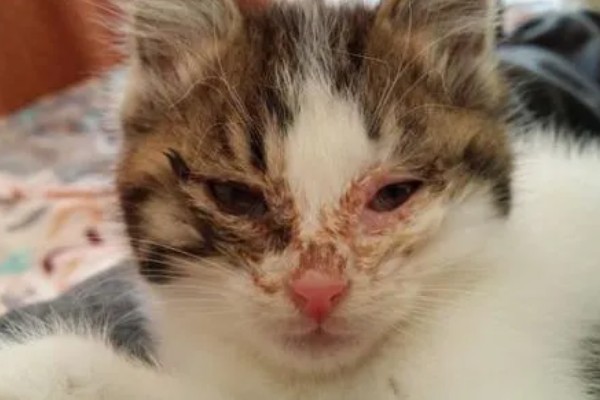 猫鼻支的症状有哪些，眼睛和鼻子会有分泌物
