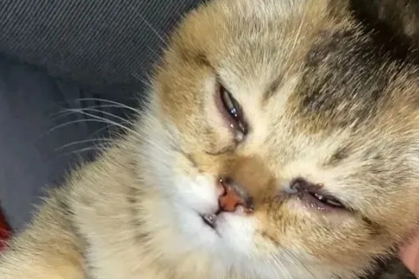 猫鼻支的症状有哪些，眼睛和鼻子会有分泌物