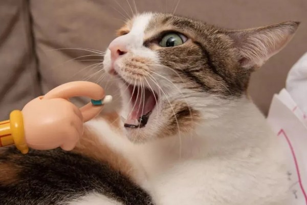 猫鼻支的症状有哪些，眼睛和鼻子会有分泌物