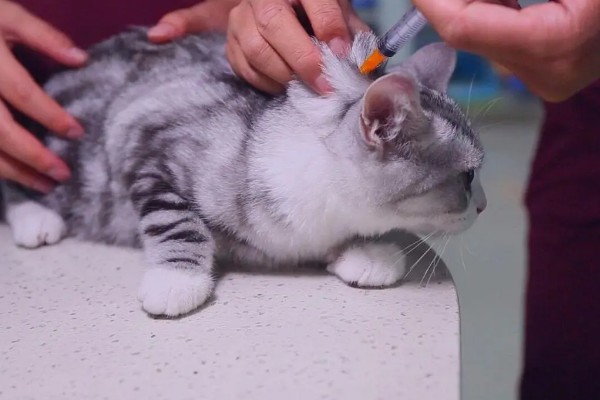 猫鼻支的症状有哪些，眼睛和鼻子会有分泌物