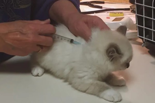 猫鼻支的症状有哪些，眼睛和鼻子会有分泌物