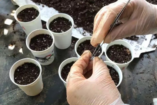 盆栽丝瓜的种植方法，播种前需浸种