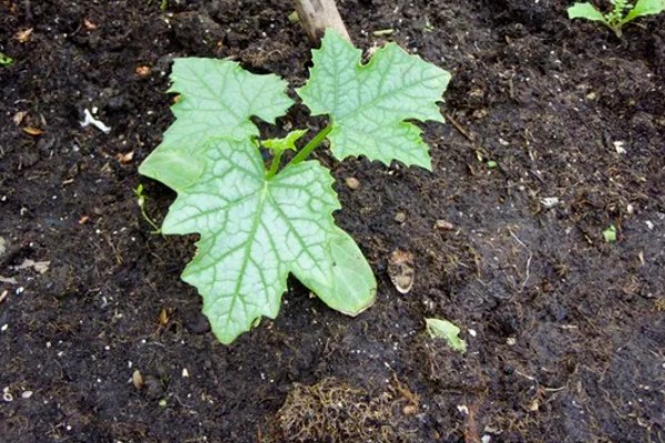 盆栽丝瓜的种植方法，播种前需浸种