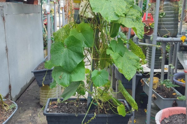盆栽丝瓜的种植方法，播种前需浸种