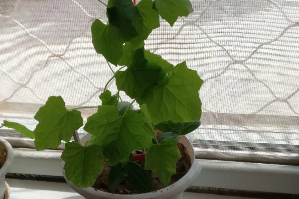 盆栽丝瓜的种植方法，播种前需浸种