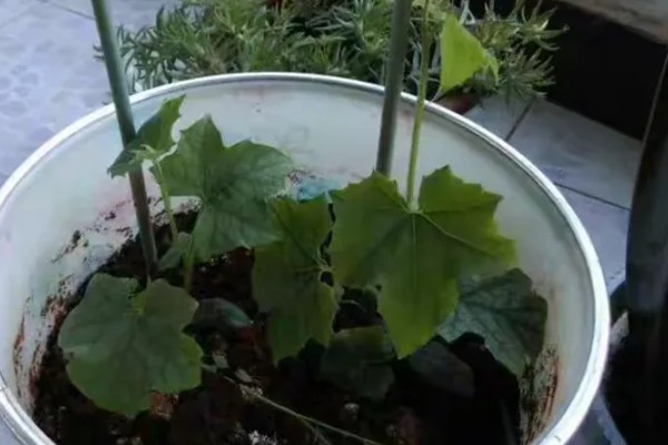 盆栽丝瓜的种植方法，播种前需浸种